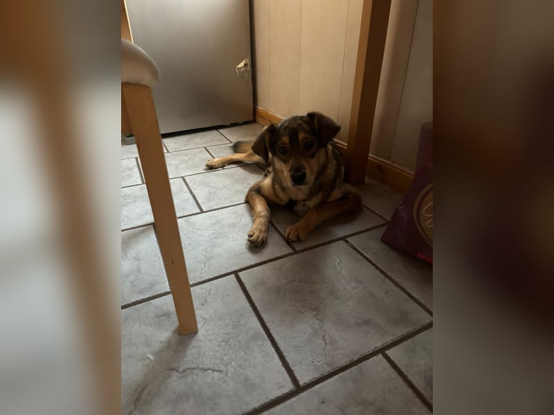 Hübscher Zhuzhik sucht seine Menschen Hübscher Zhuzhik sucht seine Menschen