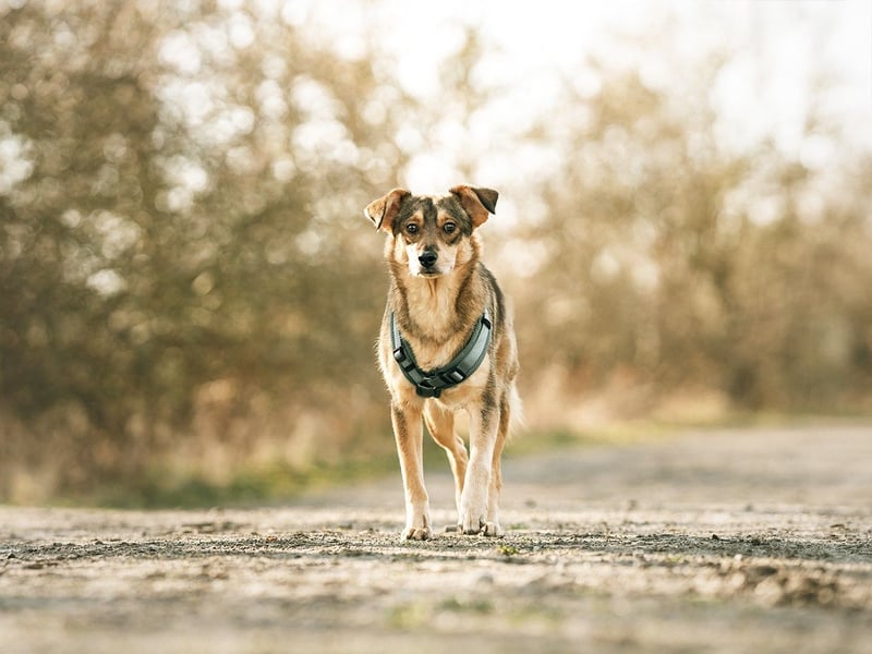 Hübscher Zhuzhik sucht seine Menschen Hübscher Zhuzhik sucht seine Menschen