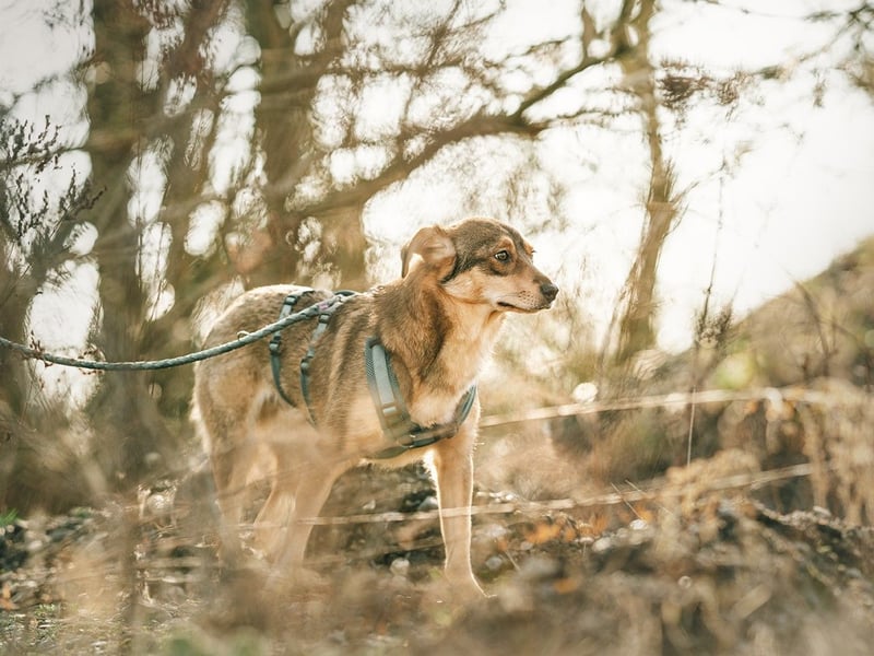 Hübscher Zhuzhik sucht seine Menschen Hübscher Zhuzhik sucht seine Menschen