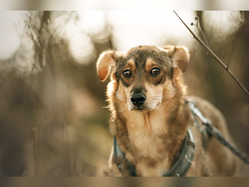 Hübscher Zhuzhik sucht seine Menschen Hübscher Zhuzhik sucht seine Menschen