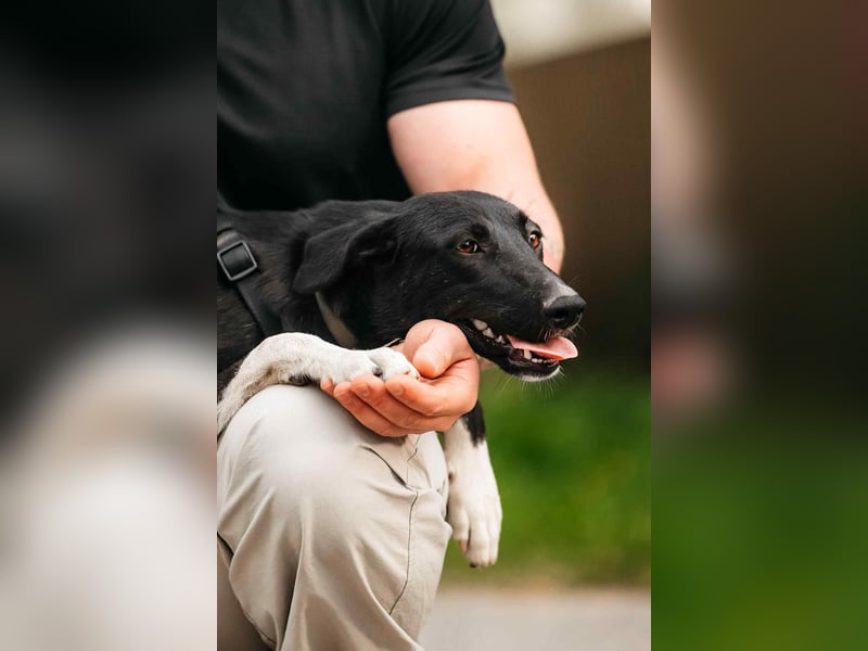 Liebevolle Stella sucht ihre Menschen