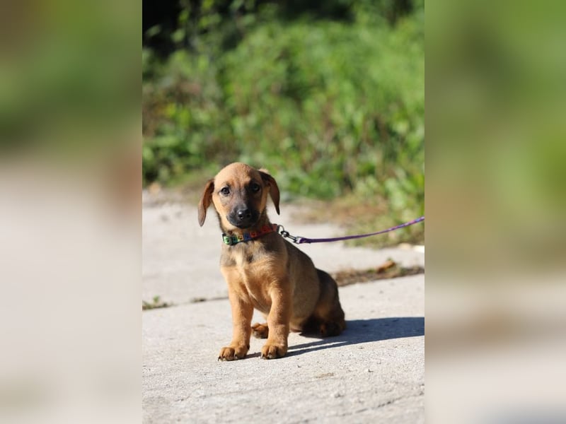Welpe SCARLETT - ich freue mich auf tolle Abenteuer mit meiner Familie!