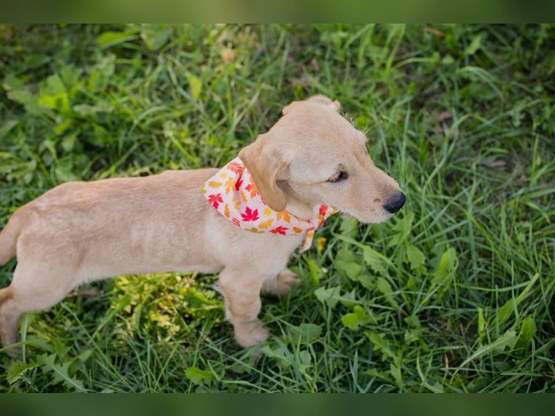 Welpe Chip-Nr. 270070 - die lustige und neugierige kleine Maus träumt von einer eigenen Familie!