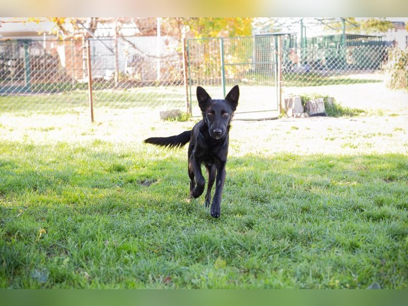 Chip Nr. 254996 - schau mir in die Augen und schenk mir dein Herz...