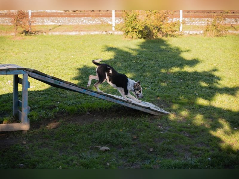 Welpe ABBY - ich suche eine liebevolle Familie!