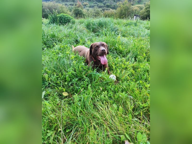 CARLI - der liebe Rüde hat bereits Familienerfahrung und sucht eine aktive, sportliche Familie