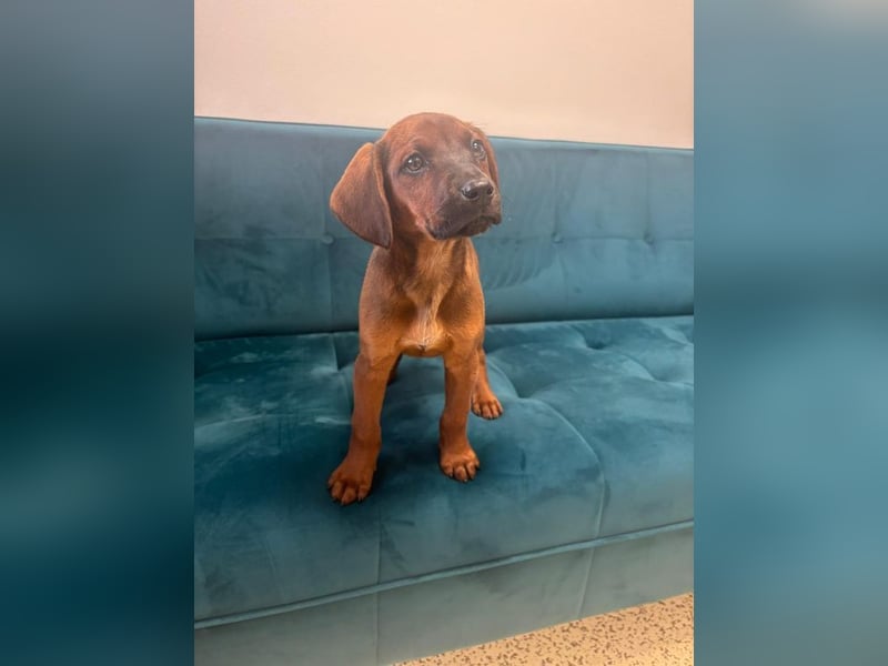 Welpe MIA -  ich freue mich auf tolle Abenteuer mit meinen Menschen!