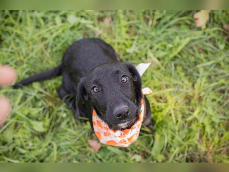 Welpe ROSALIE - die kleine Maus freut sich auf ein tolles Leben mit ihren Menschen! Welpe ROSALIE - die kleine Maus freut sich auf ein tolles Leben mit ihren Menschen!