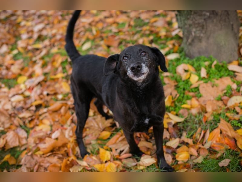GONZA - der fröhliche, hübsche Rüde sucht unternehmungslustige Menschen!