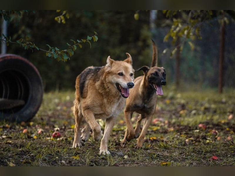 JULICA - die aktive, hübsche Hündin sucht eine unternehmungslustige Familie