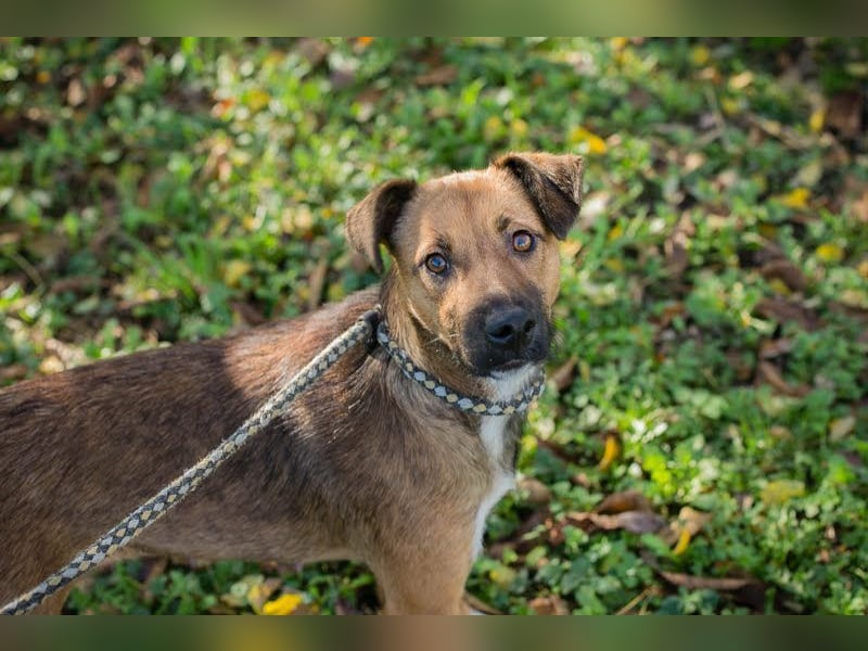 ANDJA  - die fröhliche und aktive Hündin wünscht sich eine unternehmungslustige Familie