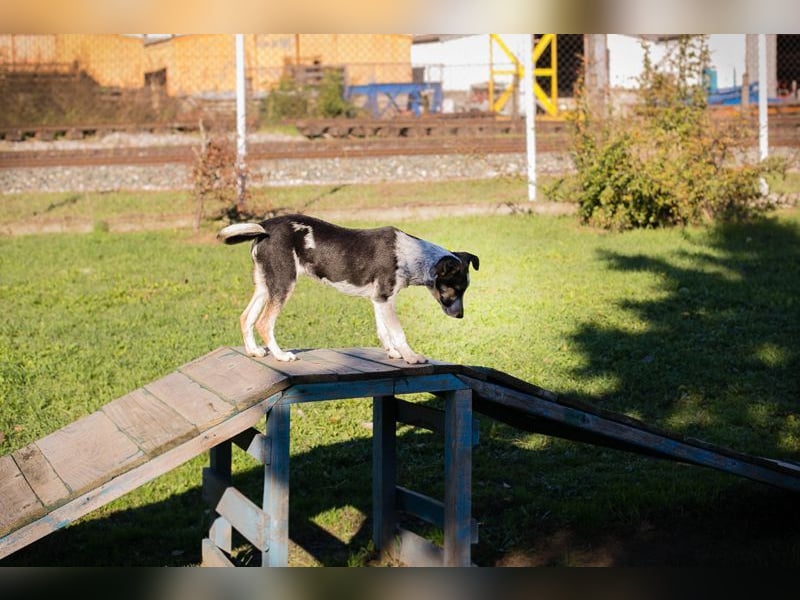 Welpe ABBY - ich suche eine liebevolle Familie!