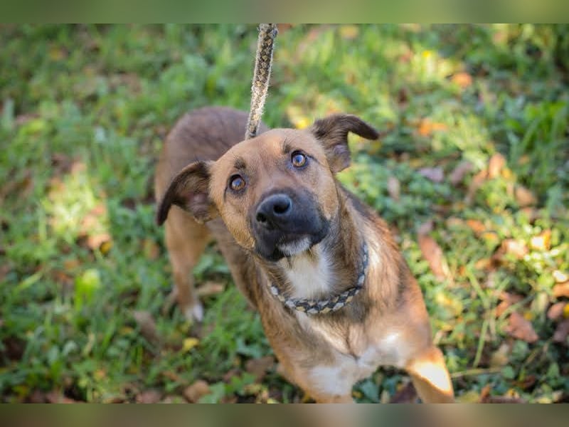 ANDJA  - die fröhliche und aktive Hündin wünscht sich eine unternehmungslustige Familie