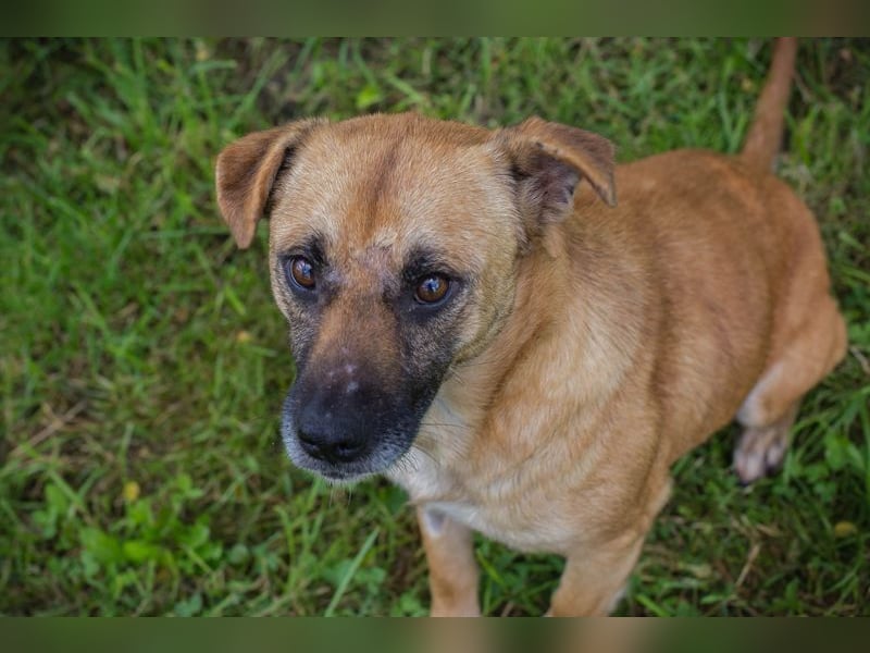 GRETA - die gehorsame und verschmuste Hündin träumt von einem tollen eigenen Zuhause