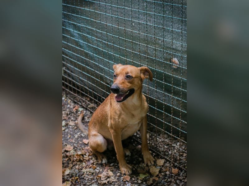 ELIO - der aktive und verspielte, liebe Hundemann möchte mit seinen Menschen die Welt entdecken