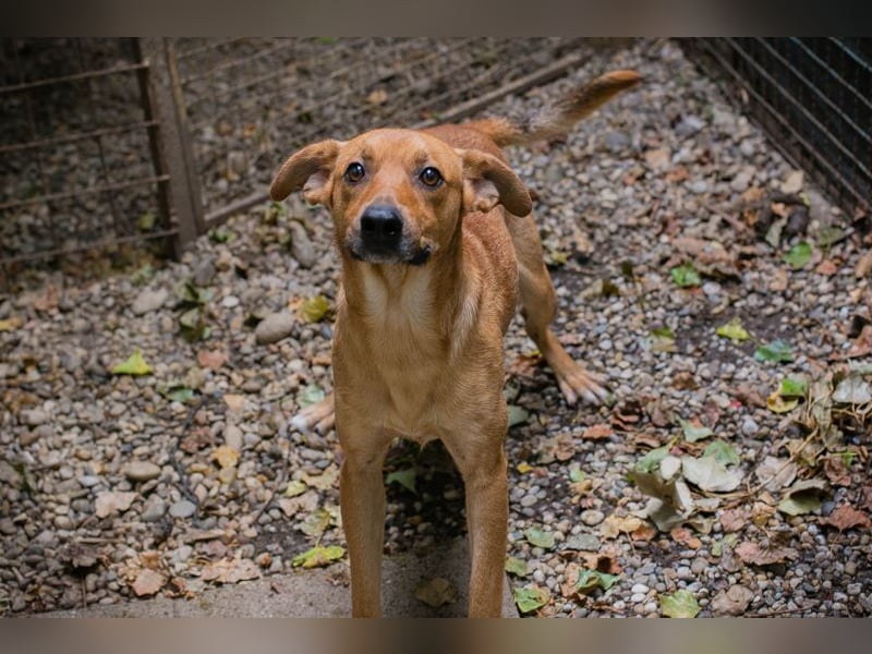 ELIO - der aktive und verspielte, liebe Hundemann möchte mit seinen Menschen die Welt entdecken