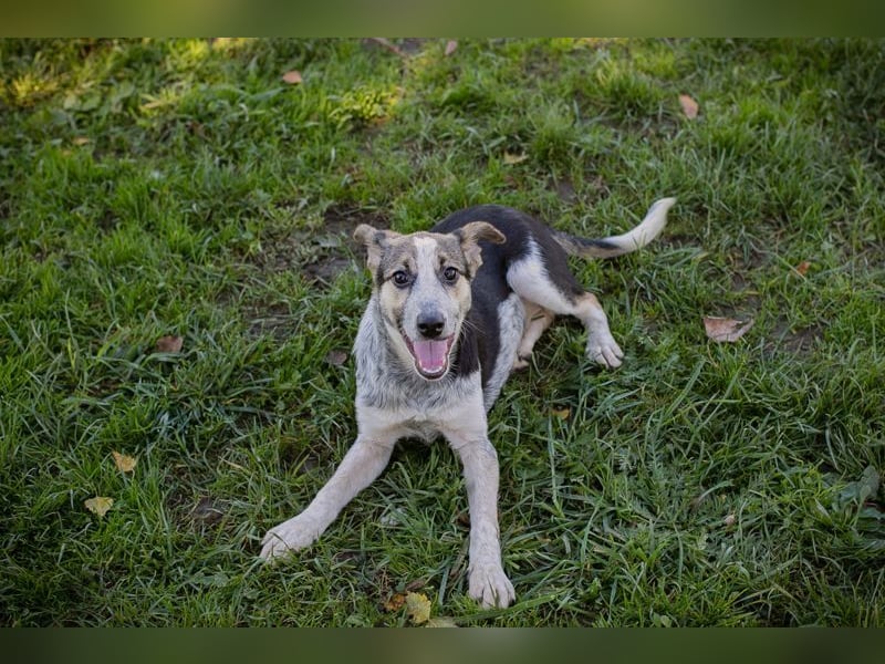 Welpe ABBY - ich suche eine liebevolle Familie!