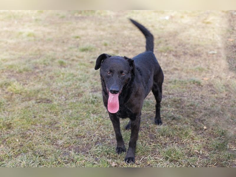 GONZA - fröhlicher, hübscher Rüde sucht unternehmungslustige Menschen