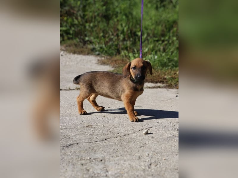 Welpe SCARLETT - ich freue mich auf tolle Abenteuer mit meiner Familie!