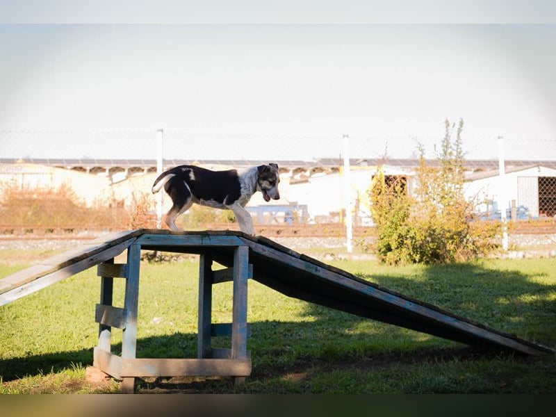 Welpe ABBY - ich suche eine liebevolle Familie!