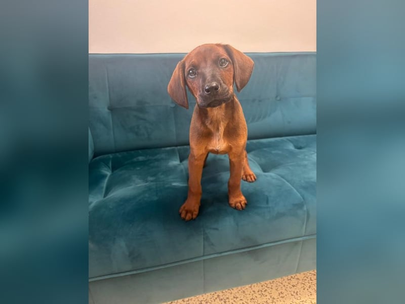 Welpe MIA -  ich freue mich auf tolle Abenteuer mit meinen Menschen!