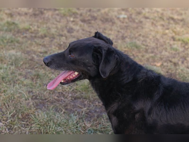 GONZA - fröhlicher, hübscher Rüde sucht unternehmungslustige Menschen