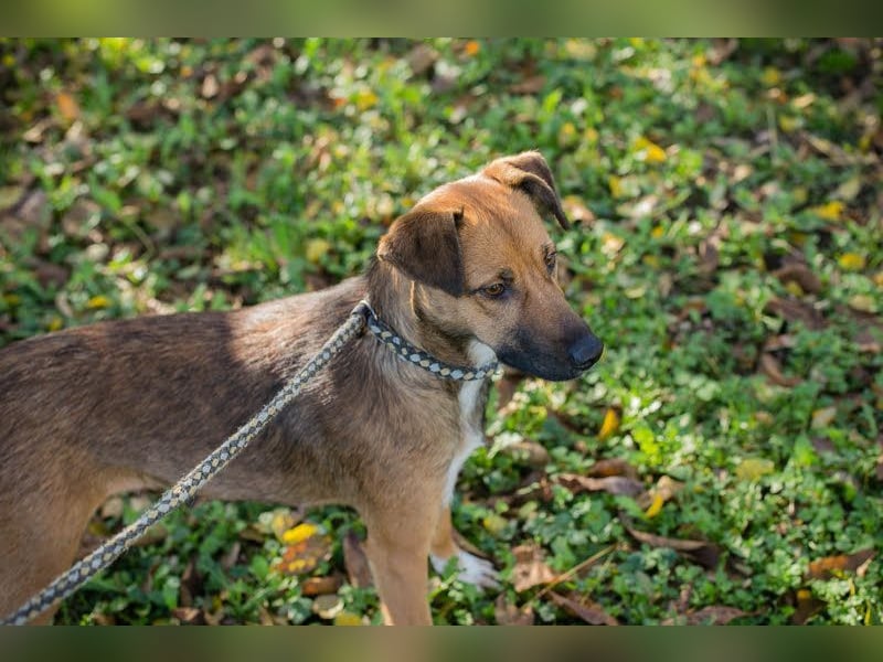 ANDJA  - die fröhliche und aktive Hündin wünscht sich eine unternehmungslustige Familie