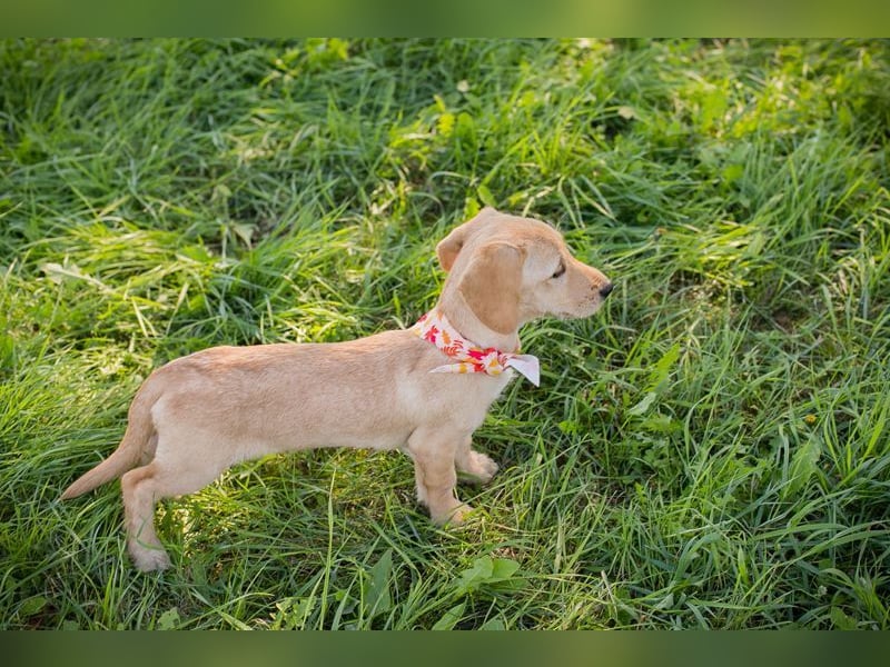 Welpe Chip-Nr. 270070 - die lustige und neugierige kleine Maus träumt von einer eigenen Familie!
