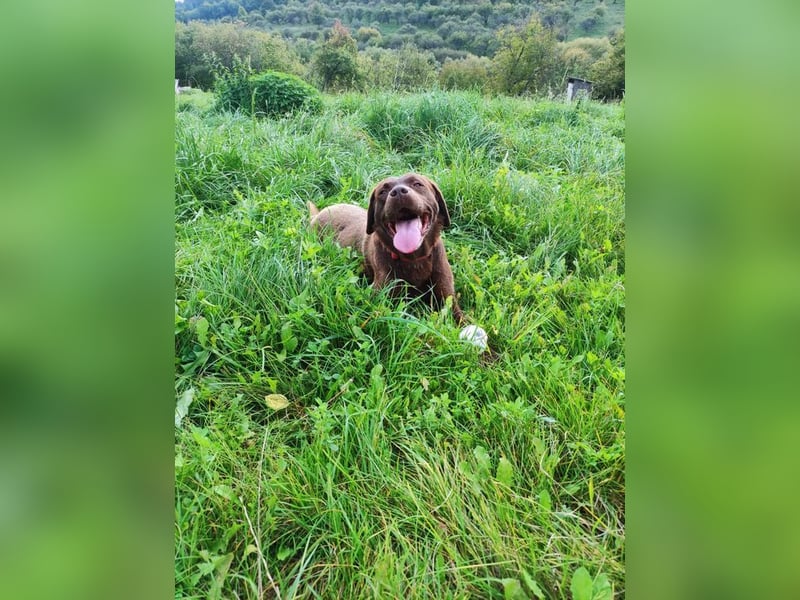 CARLI - der liebe Rüde hat bereits Familienerfahrung und sucht eine aktive, sportliche Familie