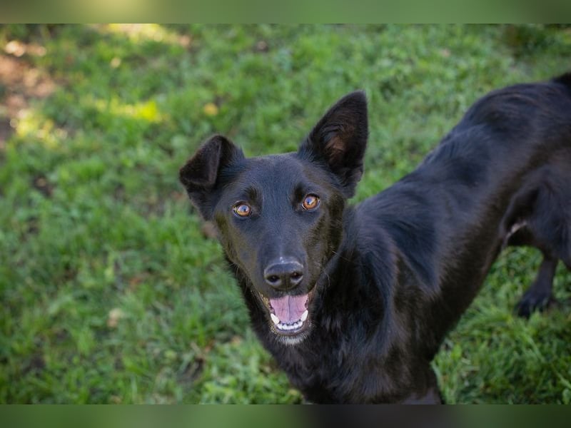 Chip Nr. 254996 - schau mir in die Augen und schenk mir dein Herz...