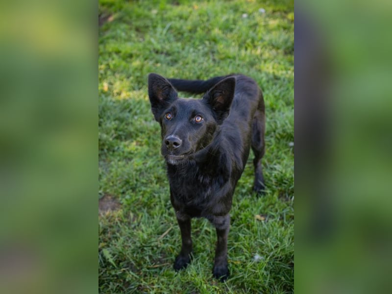 Chip Nr. 254996 - schau mir in die Augen und schenk mir dein Herz...