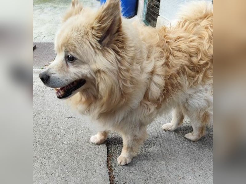 ORSON - der liebe und ruhige Knuddelfan freut sich auf tolle Spaziergänge mit seinen Menschen