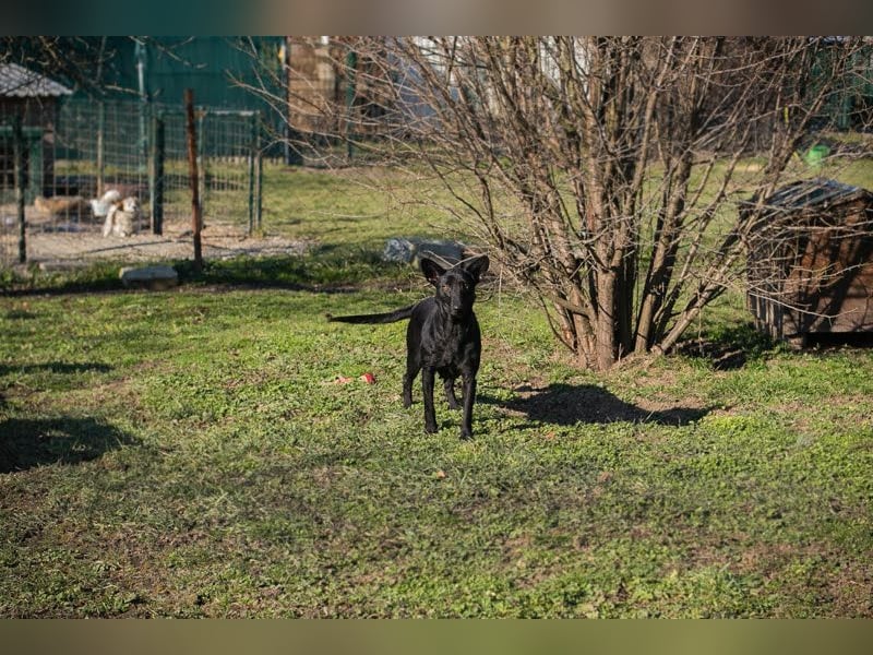 ANOUSH - das liebe Mädchen träumt davon, eine richtige Familienhündin zu sein!