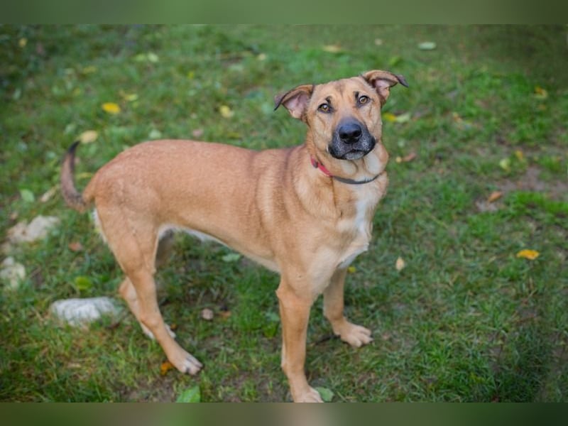 YARAH - die liebe und dankbare junge Hündin träumt von einem liebevollen Zuhause