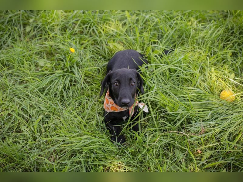 Welpe ROSALIE - die kleine Maus freut sich auf ein tolles Leben mit ihren Menschen! Welpe ROSALIE - die kleine Maus freut sich auf ein tolles Leben mit ihren Menschen!