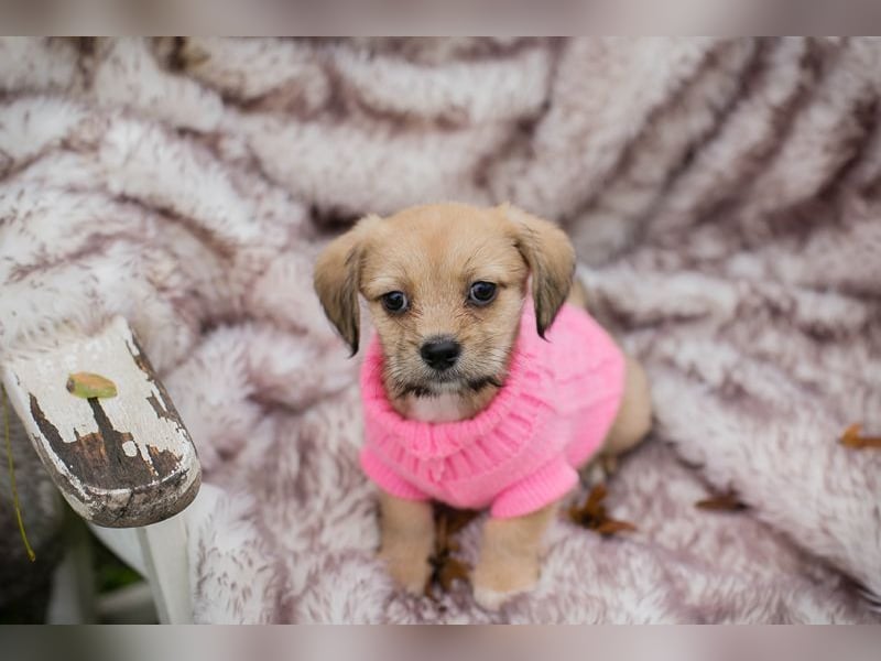 Welpe Chip Nr. 255615 - das goldige Mädchen träumt von einem liebevollen Für-Immer Zuhause