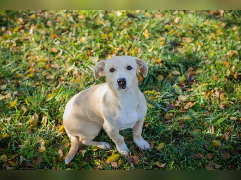 Chip-Nr. 259209 - ich suche eine Familie, die mich liebt, beschützt und mich nie mehr alleine lässt