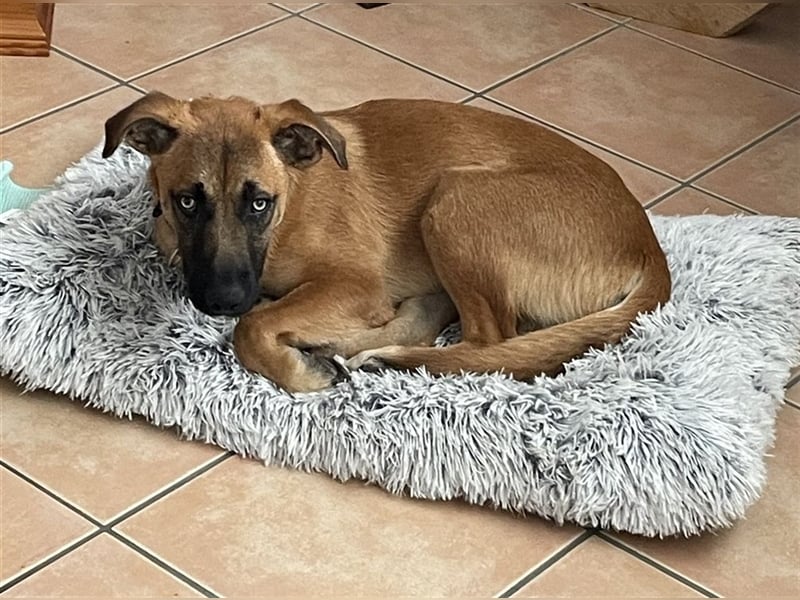 WUSEL - der aktive, freundliche und zugängliche Junge sucht sein Für-Immer Zuhause