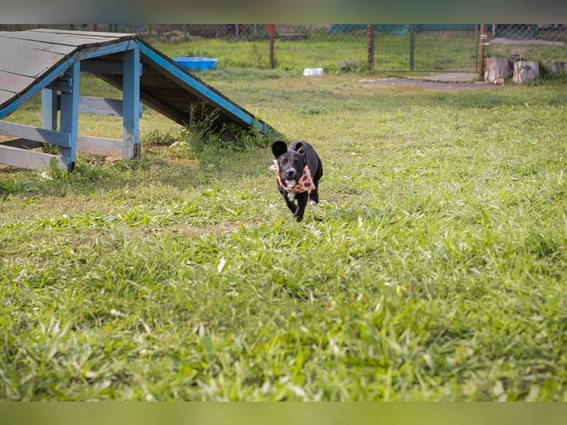 Welpe TIAH -  wer schenkt mir ein Für-Immer Zuhause? Welpe TIAH -  wer schenkt mir ein Für-Immer Zuhause?