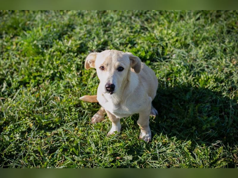 Chip-Nr. 259209 - ich suche eine Familie, die mich liebt, beschützt und mich nie mehr alleine lässt