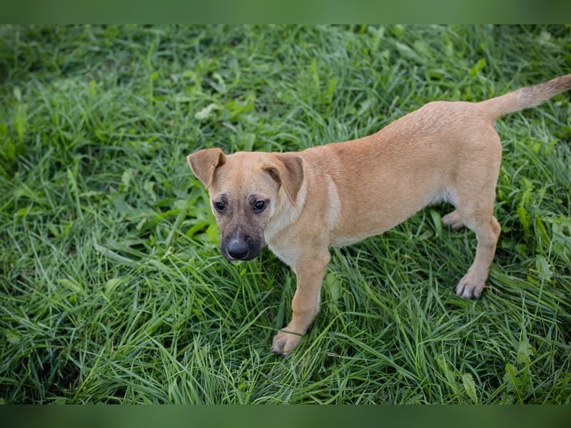 Welpe Chip Nr. 275173 - wenn ich groß bin möchte ich eine richtige Familienhündin sein1