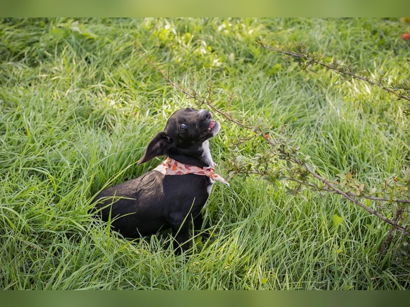 Welpe TIAH -  wer schenkt mir ein Für-Immer Zuhause? Welpe TIAH -  wer schenkt mir ein Für-Immer Zuhause?