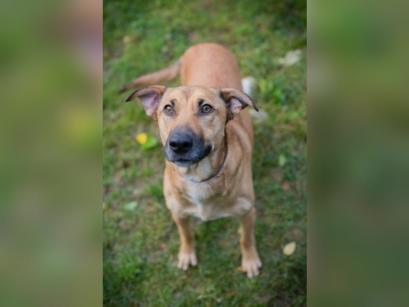 YARAH - die liebe und dankbare junge Hündin träumt von einem liebevollen Zuhause