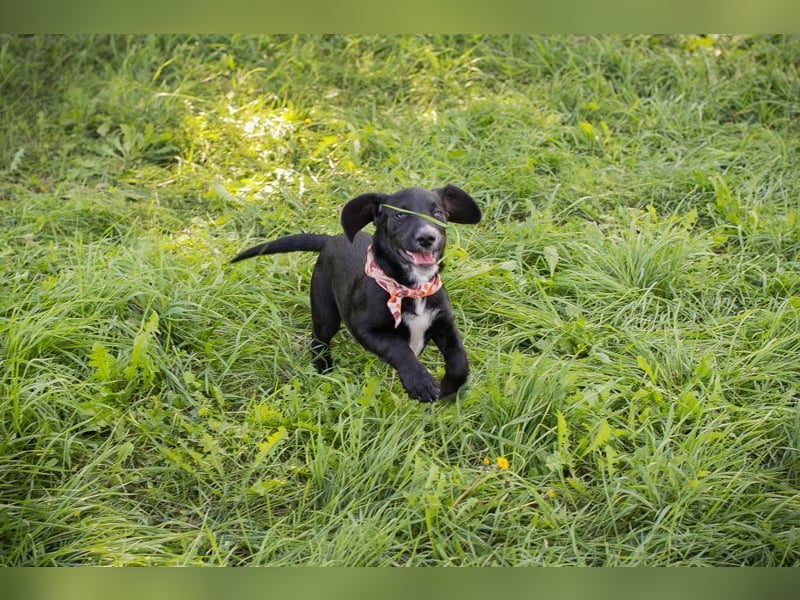 Welpe TIAH -  wer schenkt mir ein Für-Immer Zuhause? Welpe TIAH -  wer schenkt mir ein Für-Immer Zuhause?