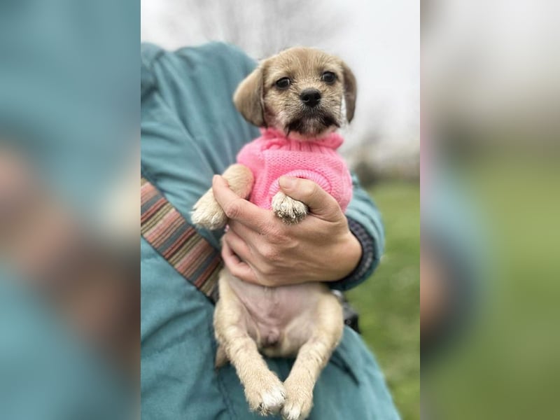 Welpe Chip Nr. 255615 - das goldige Mädchen träumt von einem liebevollen Für-Immer Zuhause