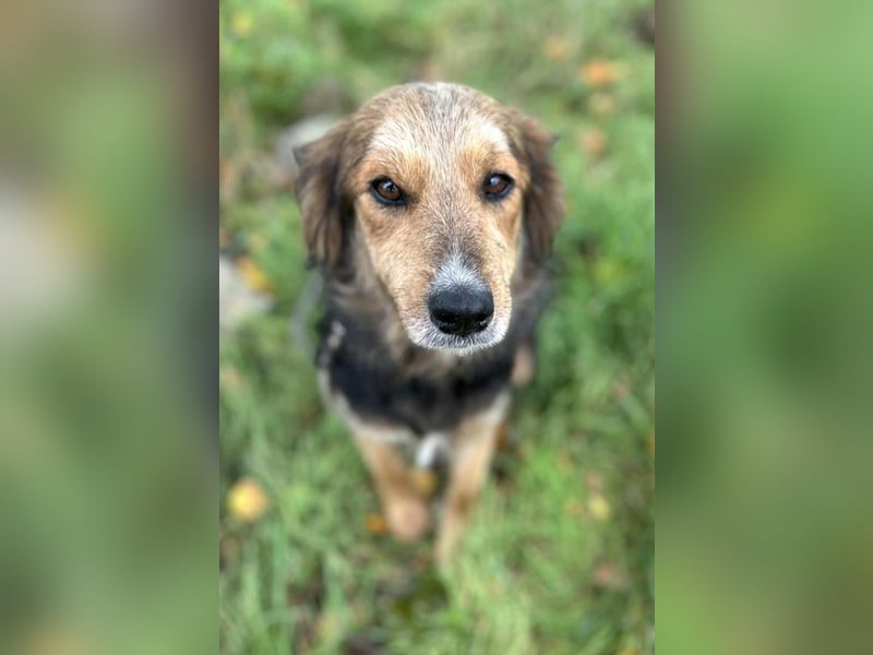 Chip-Nr. 255443  - ich suche einen Namen und am besten auch gleich ein tolles Zuhause