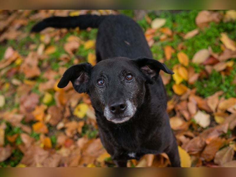 GONZA - der fröhliche, hübsche Rüde sucht unternehmungslustige Menschen!