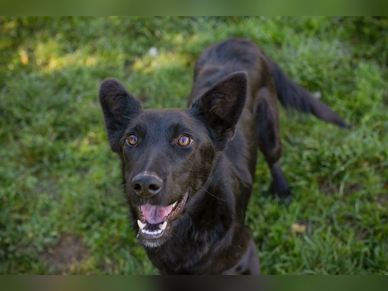 Chip Nr. 254996 - schau mir in die Augen und schenk mir dein Herz...