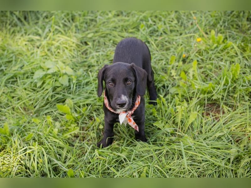 Welpe TIAH -  wer schenkt mir ein Für-Immer Zuhause? Welpe TIAH -  wer schenkt mir ein Für-Immer Zuhause?