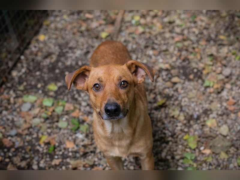 ELIO - der aktive und verspielte, liebe Hundemann möchte mit seinen Menschen die Welt entdecken
